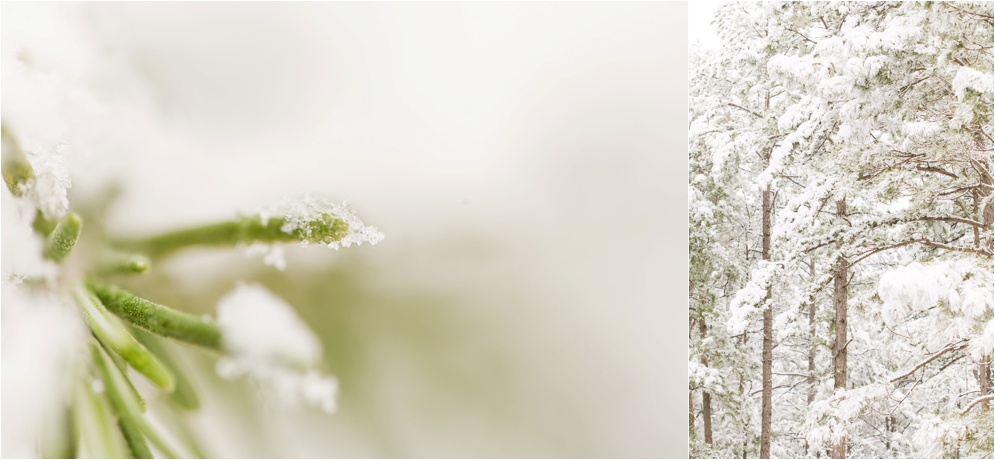 Louisiana Photographer