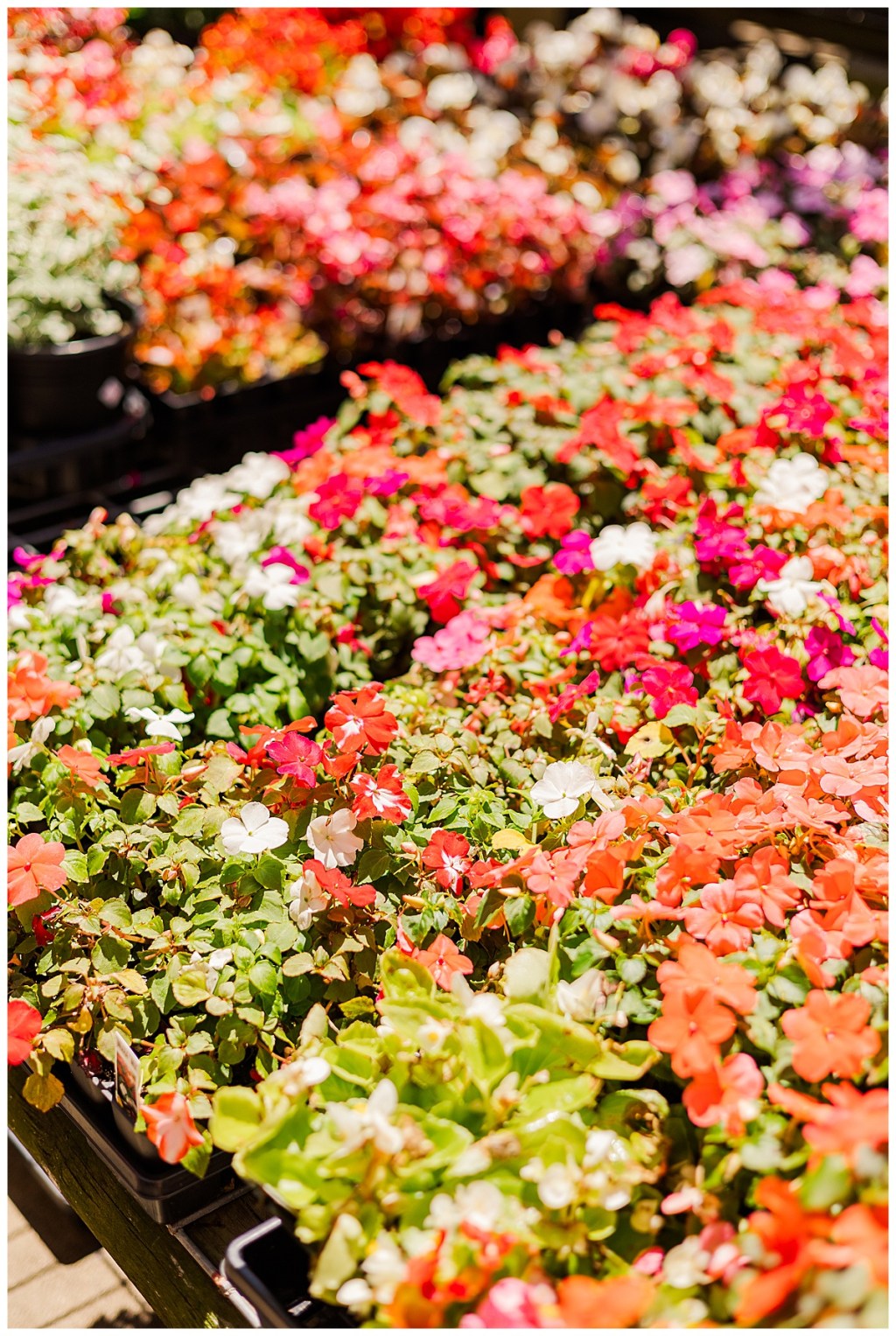 Greenhouse Portraits | Minden Louisiana&nbsp;Photographer