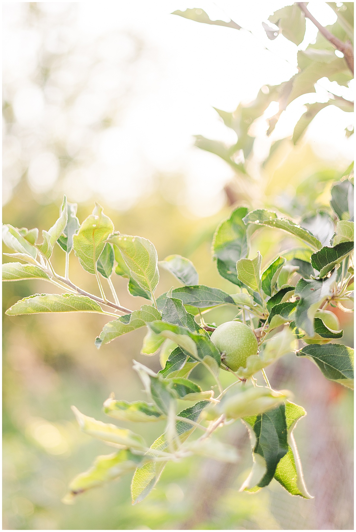 North Louisiana Photographer