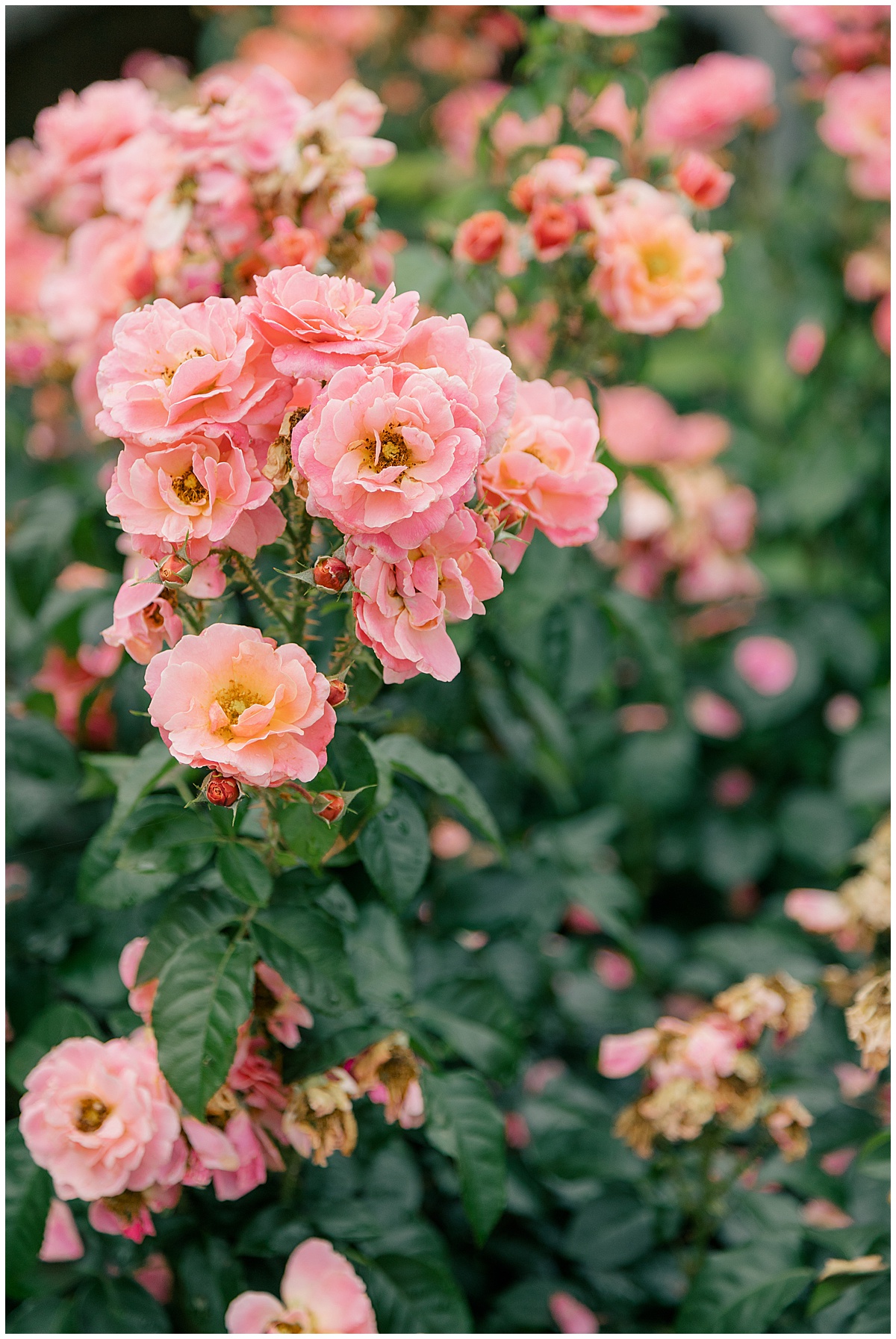 North Louisiana Photographer